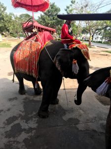 象に乗りました。